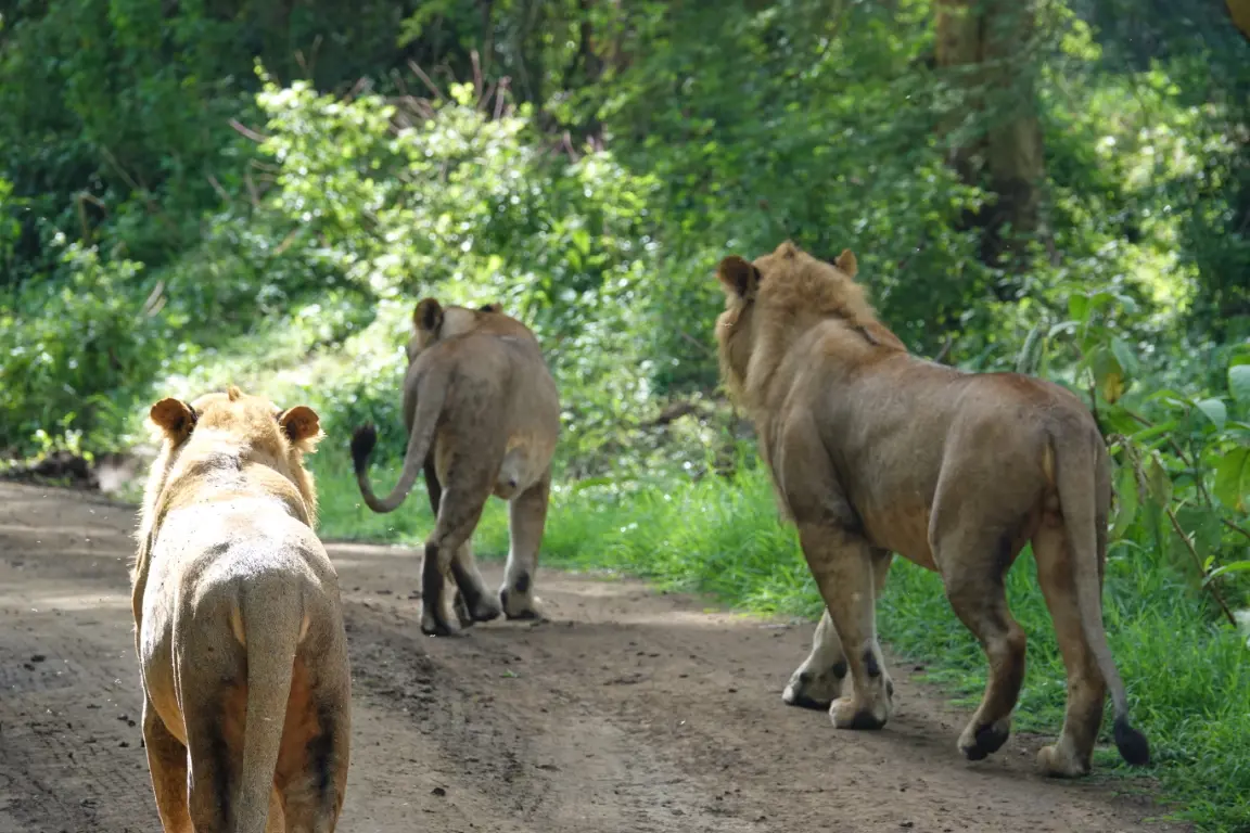  OptimizedImage,,,Optimized